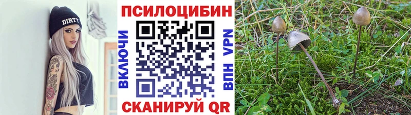 Псилоцибиновые грибы Psilocybine cubensis  Купить  Ардатов 